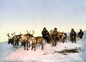 Reindeer pulling a sleigh in Arkhangelsk, Russia in 1890–1900